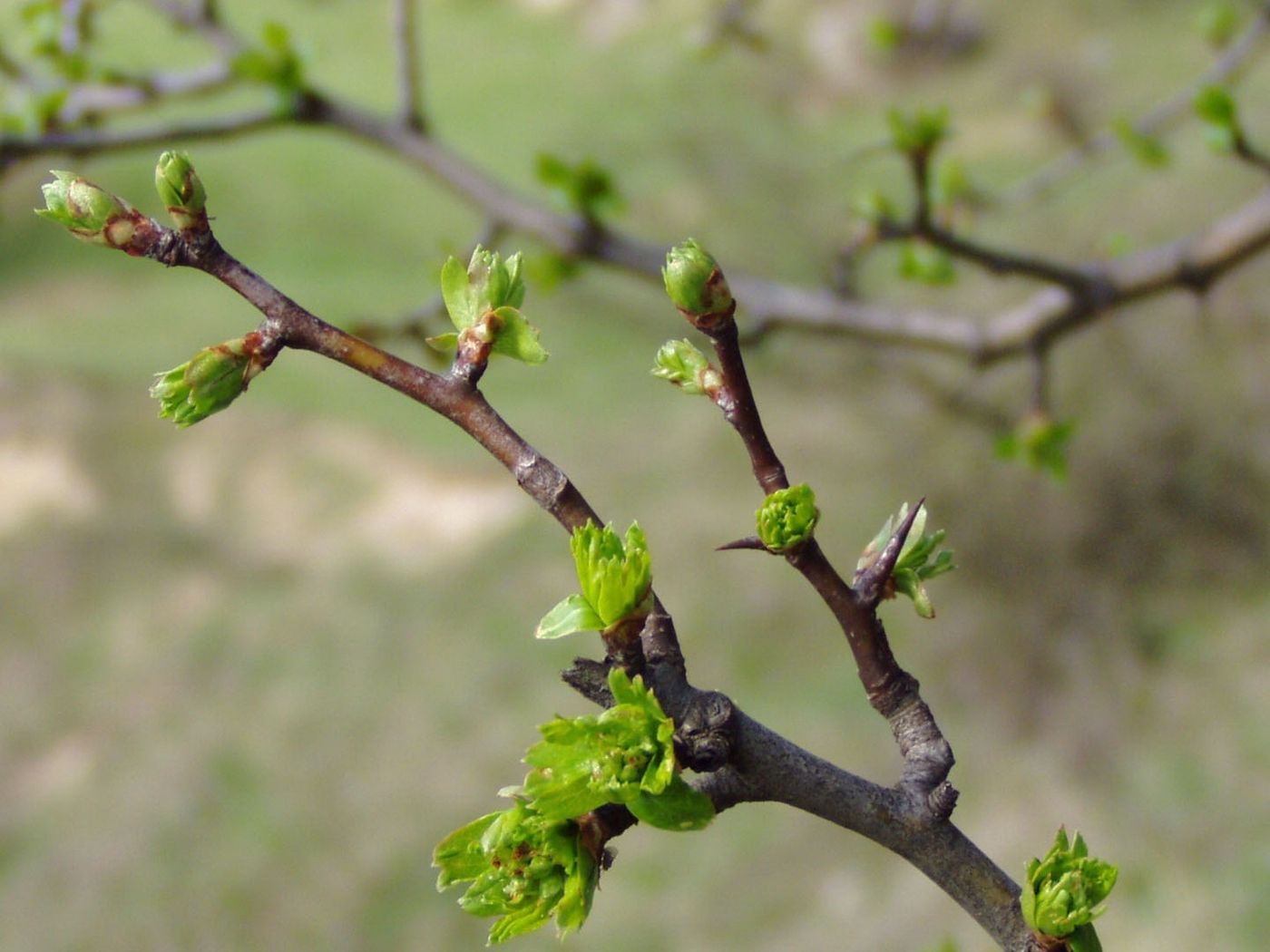 Сайт відкрився